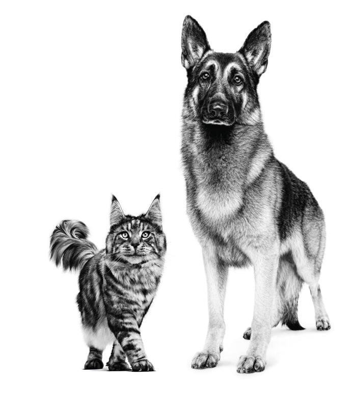 Gato e Cachorro em preto e branco
